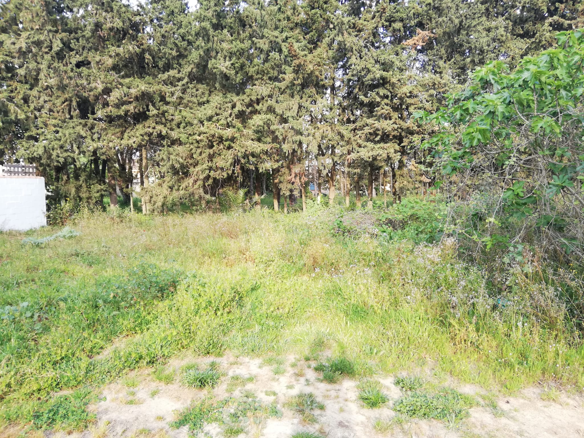 Vendita di terreno in Chiclana de la Frontera
